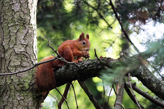 funny red squirrel sits on a spruce tree in the forest, gnawing on a nut against a blurred green backdrop of spruce branches on a warm, sunny day.  Autumn landscape. Wild animals close-up.