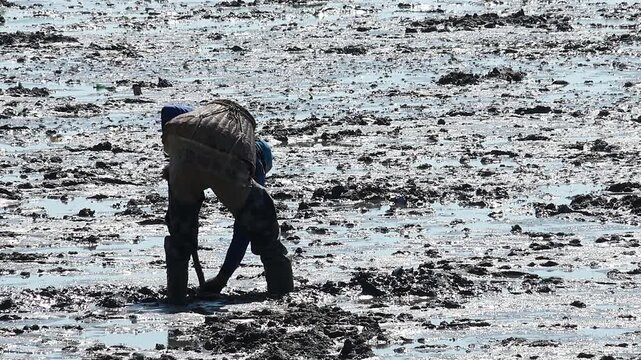 Korean Mudflat Octopus Harvesting Fishing Fisher Mud Mudflat Sea Ocean Fisherman Korea 한국 갯벌 낙지잡이 뻘낙지 낙지 어민 채취 수산물 해양 전통 작업 어업 바다