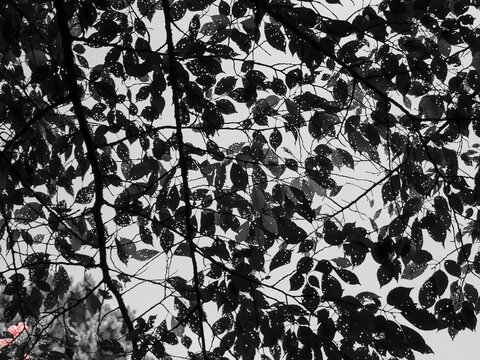 Black and white abstract looking up into tree leaves and branches