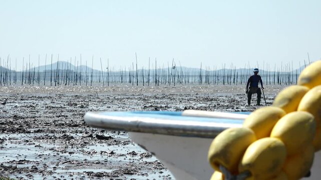 Korean Mudflat Octopus Harvesting Fishing Fisher Mud Mudflat Sea Ocean Fisherman Korea 한국 갯벌 낙지잡이 뻘낙지 낙지 어민 채취 수산물 해양 전통 작업 어업 바다