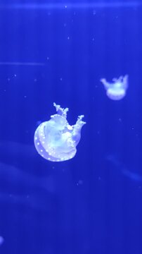 large pink purple jellyfish with long tentacles, in the deep sea, ocean, in a blue aquarium. jellyfish dance, swim underwater