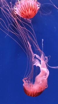 large pink purple jellyfish with long tentacles, in the deep sea, ocean, in a blue aquarium. jellyfish dance, swim underwater