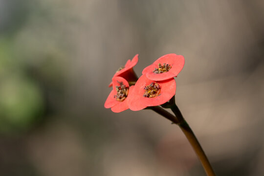 Close up of red crown of thorns flower blooming softly in sunlight for nature background and web banner design template