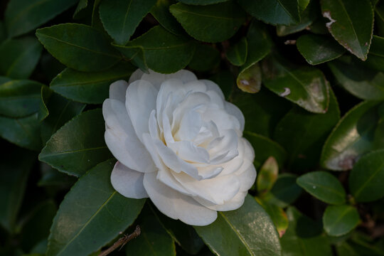 Close up of white sasanqua flower blooming among dark green leaves for winter nature background and web banner design template