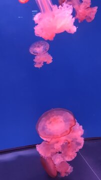 large pink purple jellyfish with long tentacles, in the deep sea, ocean, in a blue aquarium. jellyfish dance, swim underwater