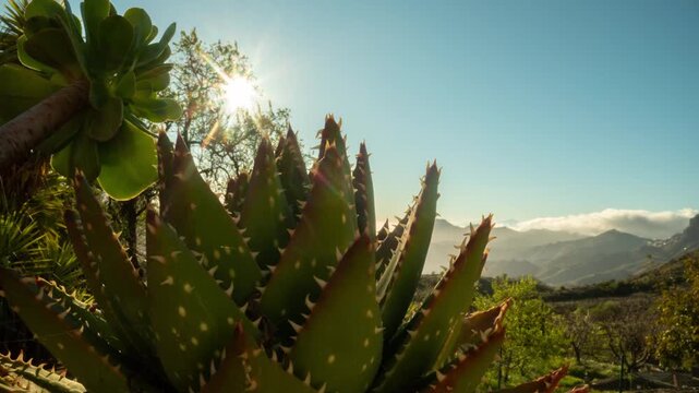 a timelapse shot of the roque nublo in gran canaria with a cactus in the foreground