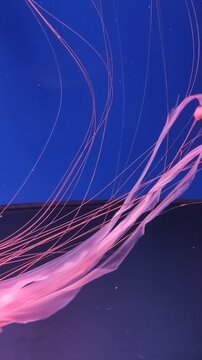large pink purple jellyfish with long tentacles, in the deep sea, ocean, in a blue aquarium. jellyfish dance, swim underwater