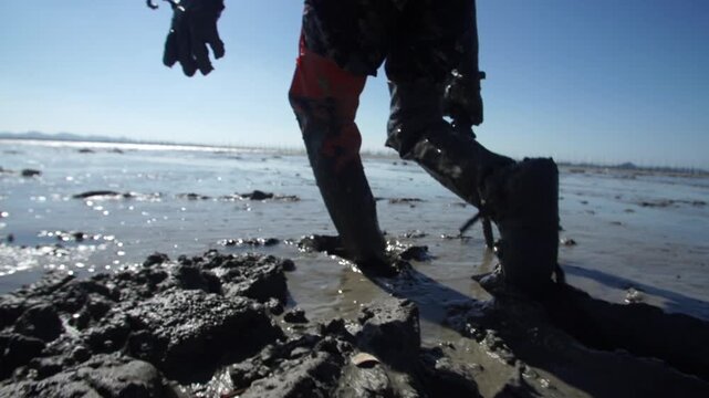 Korean Mudflat Octopus Harvesting Fishing Fisher Mud Mudflat Sea Ocean Fisherman Korea 한국 갯벌 낙지잡이 뻘낙지 낙지 어민 채취 수산물 해양 전통 작업 어업 바다