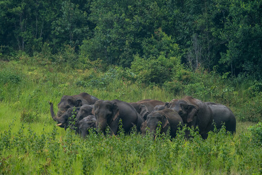 The Asian elephant (Elephas maximus) is a large mammal with a gray body and a long, protruding nose known as a trunk; the trunk of the Asian elephant features a single "finger"