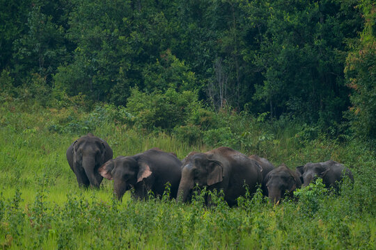 The Asian elephant (Elephas maximus) is a large mammal with a gray body and a long, protruding nose known as a trunk; the trunk of the Asian elephant features a single "finger"