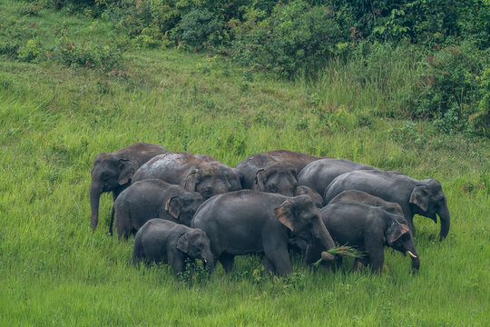 The Asian elephant (Elephas maximus) is a large mammal with a gray body and a long, protruding nose known as a trunk; the trunk of the Asian elephant features a single "finger"