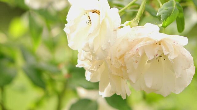 Close-up of a wilting white rose, white rose blossom slowly wilting, wilting white rose blossom, green background, rosa