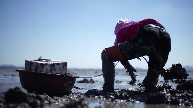 Korean Mudflat Octopus Harvesting Fishing Fisher Mud Mudflat Sea Ocean Fisherman Korea 한국 갯벌 낙지잡이 뻘낙지 낙지 어민 채취 수산물 해양 전통 작업 어업 바다