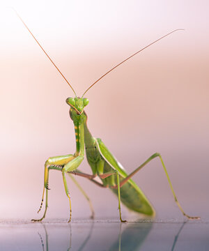 louva a deus verde