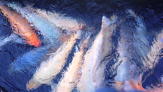 Koi fish swirl in blue water, their white and orange bodies overlapping in lively school. Rippling surface reflections create calm abstract pond scene with graceful motion and color.