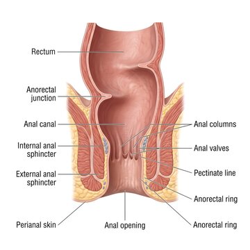Anal canal anatomical infographic showing rectum sphincters and pectinate line