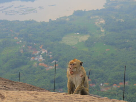 Wild macaque monkey sitting on a rocky cliff edge with a scenic aerial view of a reservoir lake and green valley below