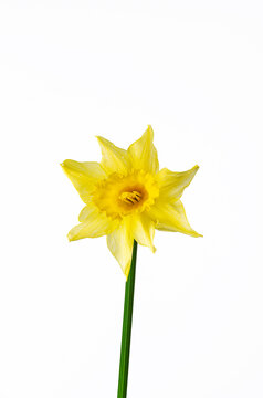 yellow daffodil on white background