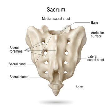 3D anatomical infographic of human sacrum bone posterior view showing sacral crest canal and hiatus