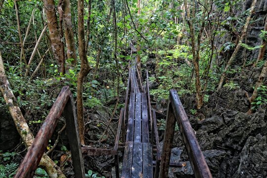Rainforest hiking trail boardwalk in Palawan island, Philippines. Tropical karst rainforest.