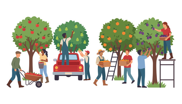 Farmers picking fresh fruits in garden harvesting apples pears oranges and plums with truck and ladder vector concept