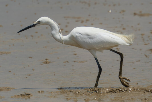 Little egret walking on a muddy tidal flat
