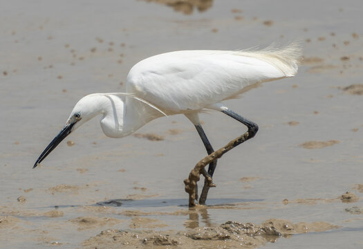 Little egret hunting in muddy shallows