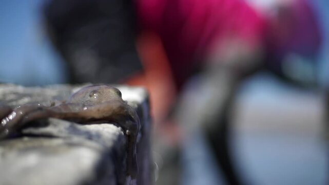Korean Mudflat Octopus Harvesting Fishing Fisher Mud Mudflat Sea Ocean Fisherman Korea 한국 갯벌 낙지잡이 뻘낙지 낙지 어민 채취 수산물 해양 전통 작업 어업 바다