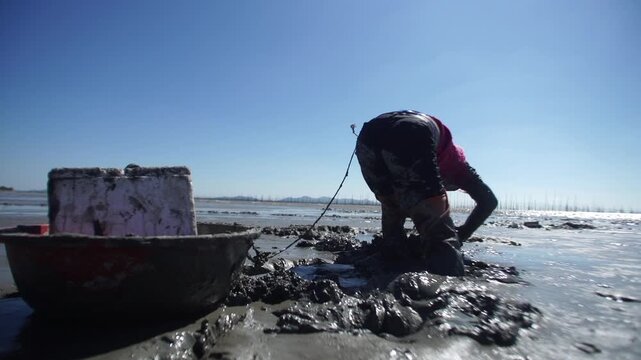 Korean Mudflat Octopus Harvesting Fishing Fisher Mud Mudflat Sea Ocean Fisherman Korea 한국 갯벌 낙지잡이 뻘낙지 낙지 어민 채취 수산물 해양 전통 작업 어업 바다