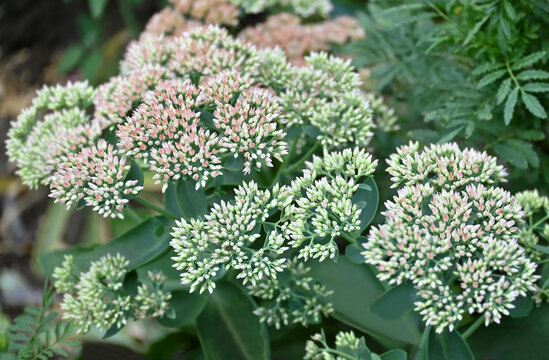 Bud of Sedum (Hylotelephium telephium) flower