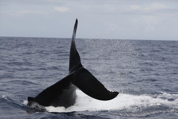 Humpback whale tail slapping the water in the Caribbean © willtu