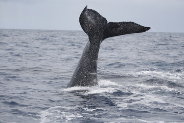 Humpback whale tail slapping the water in the Caribbean © willtu