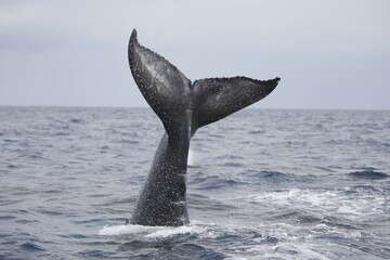 Humpback whale tail slapping the water in the Caribbean © willtu
