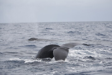 Humpback whale tail slapping the water in the Caribbean © willtu
