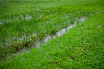 Fototapeta premium wetland flood backyard flooding, grass backyard puddle of water, field green gras, heavy rain
