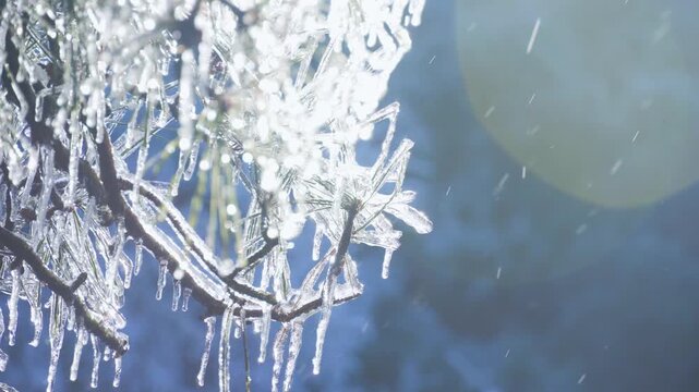 Rime ice melting on pine tree branches during a cold winter morning