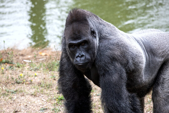 Western lowland gorilla silverback standing near water edge in natural habitat