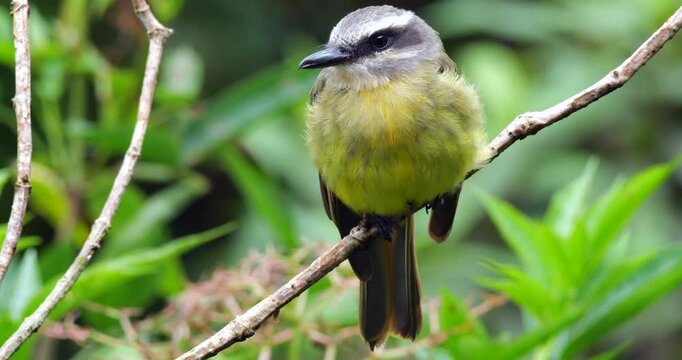 Golden-crowned Flycatcher (Myiodynastes chrysocephalus), perching. In montane rainforest on the Amazonian slopes of the Andes near Cosanga, Napo province, Ecuador.