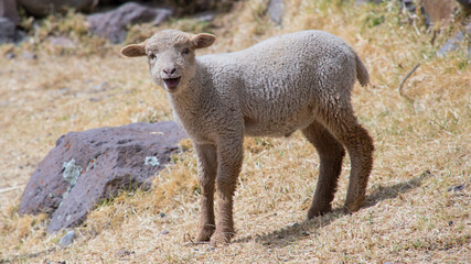 Smiling Lamb in Rocky Field A young lamb stands in a dry field, surrounded by rocks. It appears to be smiling, adding a playful touch to the rural setting. © Nicola