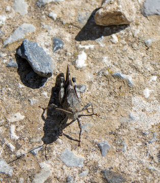 mosquito sucking blood