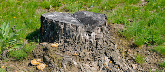 Obraz premium Old weathered tree stump in green grassy field on sunny day, outdoor nature landscape concept in horizontal orientation frame with ample copy space