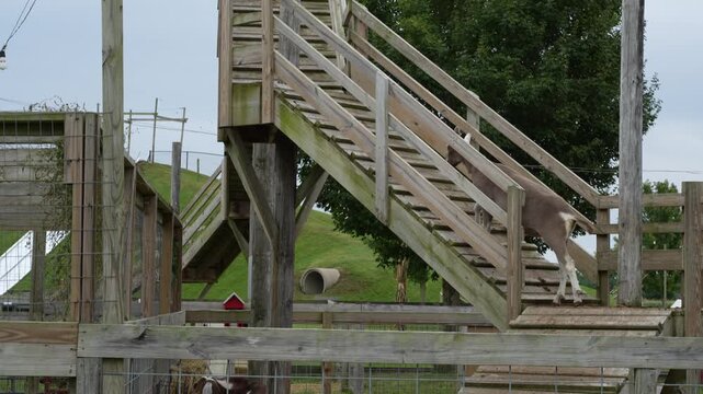 Goats in a zoo enclosure eating and climbing wooden stairs, displaying natural behavior in a spacious outdoor habitat horizontal video