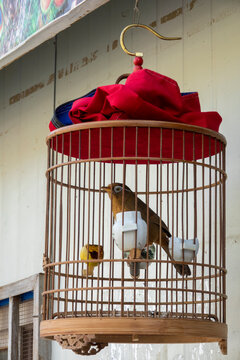 A caged songbird perches on a wooden perch beneath a red cloth cover, Qinghai Province, Xunhua, China
