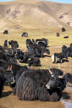 Herd of yaks grazing near a mountain watering hole, Tongren County, Rebkong, China