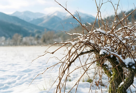 Winter dormancy and viticulture, dormant grapevine covered in snow in a vineyard with mountain landscape background during cold season