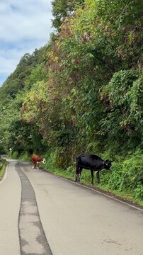 4K vertical video of two cows grazing beside a rural road surrounded by dense green vegetation and forest in Georgia. One black cow and one brown and white cow feed along the roadside in a natural cou