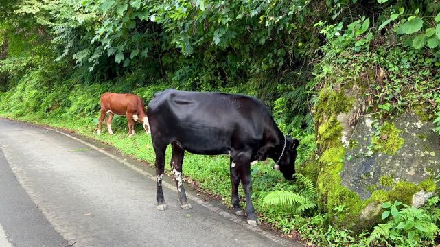 4K horizontal video of two cows grazing beside a paved rural road surrounded by dense green vegetation and lush forest. Natural livestock and countryside scene in a tropical-looking environment.