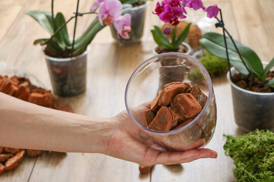 Dry pine bark for transplanting orchids plants in woman's hand. substrate, Soil for mulching. Orchid transplant at home. concept choosing soil for orchids. Pieces pine bark sphagnum moss