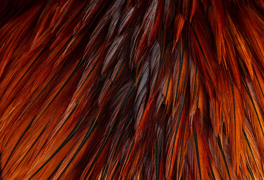Vibrant Orange and Red Rooster Feather Texture Macro Background,A detailed macro photograph capturing the rich texture of vibrant orange, red, and golden rooster feathers. The sharp detail .