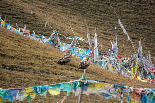 Vultures gather among prayer flags at a Tibetan sky burial site, Gansu Province, Hezuo, China